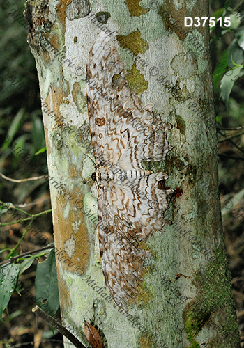 White Witch (Thysania agrippina)